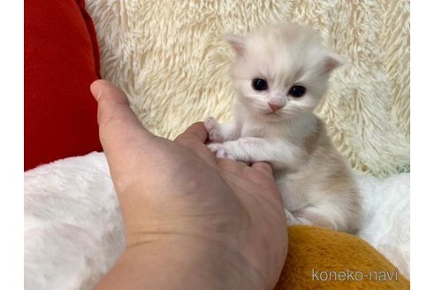 成約済の大阪府のスコティッシュフォールド-107438の2枚目