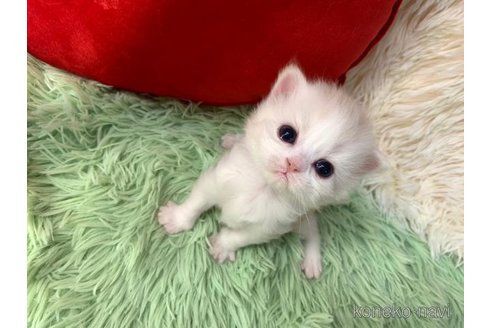 成約済の大阪府のスコティッシュフォールド-107438の4枚目