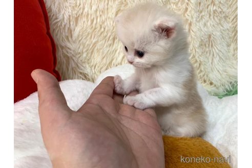 成約済の大阪府のスコティッシュフォールド-107438の5枚目