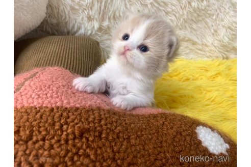 成約済の大阪府のスコティッシュフォールド-107439の1枚目