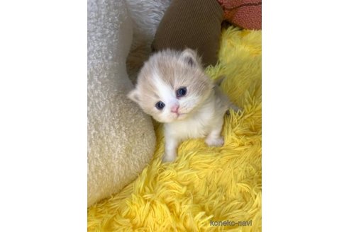 成約済の大阪府のスコティッシュフォールド-107439の2枚目