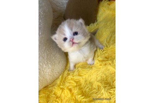 成約済の大阪府のスコティッシュフォールド-107439の3枚目