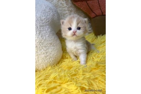 成約済の大阪府のスコティッシュフォールド-107439の4枚目