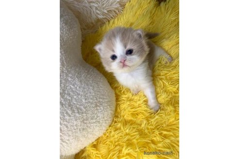 成約済の大阪府のスコティッシュフォールド-107439の5枚目