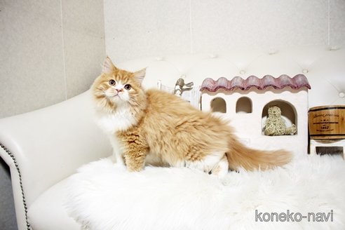成約済の佐賀県のスコティッシュフォールド-100825の2枚目