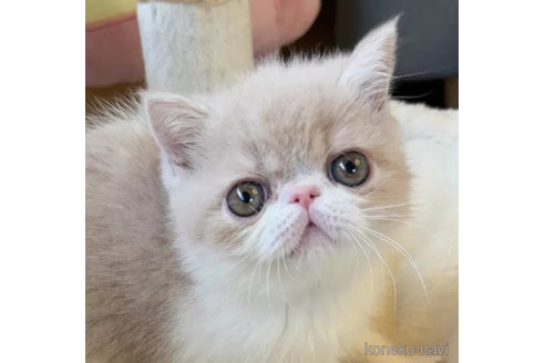 成約済ののエキゾチックショートヘア-107449