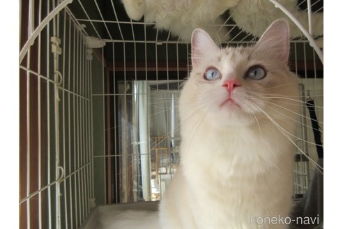 商談中の大分県のラグドール-101079の8枚目