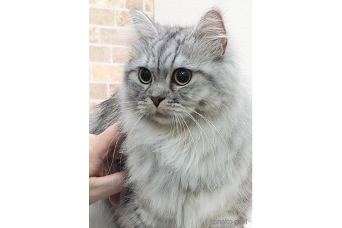ナイアちゃん1枚目