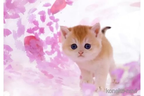 成約済の岐阜県のブリティッシュショートヘア-107464の3枚目