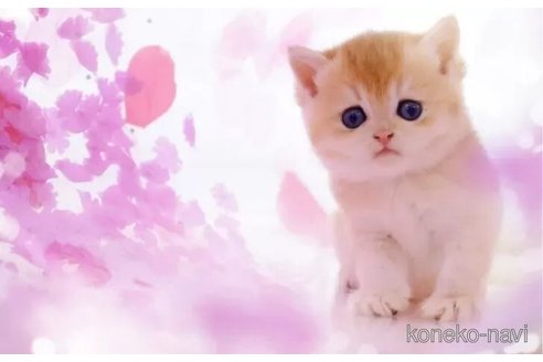 成約済の岐阜県のブリティッシュショートヘア-107464の2枚目