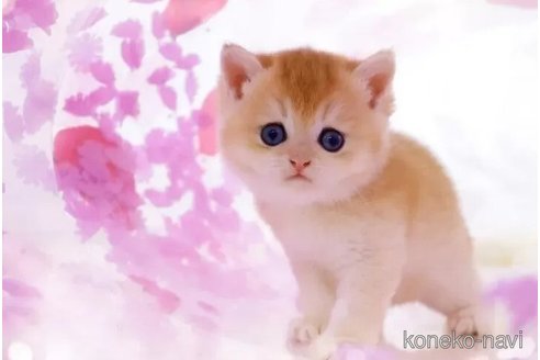 成約済の岐阜県のブリティッシュショートヘア-107464の5枚目