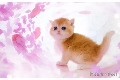 成約済の岐阜県のブリティッシュショートヘア-107466の2枚目