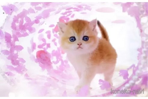 成約済の岐阜県のブリティッシュショートヘア-107466の3枚目