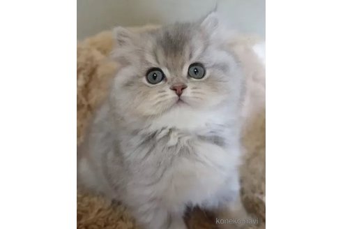 成約済の埼玉県のスコティッシュフォールド-107479の4枚目