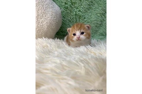 成約済の大阪府のスコティッシュフォールド(折れ耳)-107480の5枚目