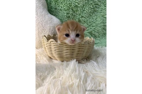 成約済の大阪府のスコティッシュフォールド(折れ耳)-107480の2枚目