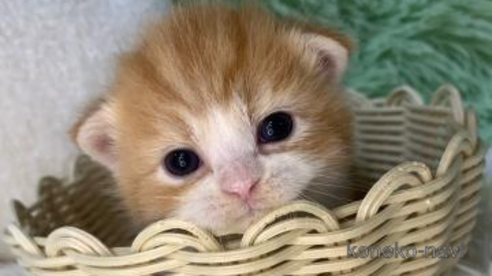 成約済の大阪府のスコティッシュフォールド(折れ耳)-107480