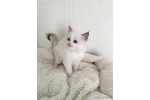 成約済の群馬県のラグドール-107481の3枚目