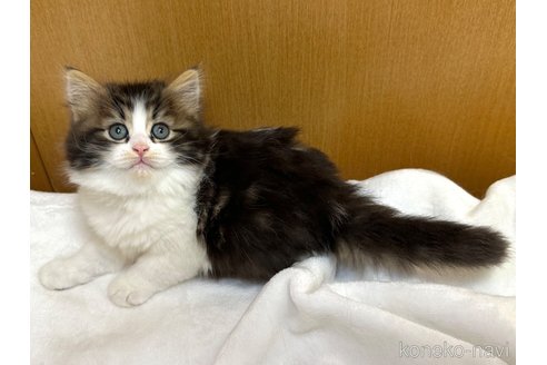 成約済の千葉県のラガマフィン-105190の14枚目
