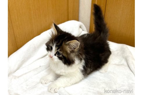 成約済の千葉県のラガマフィン-105190の15枚目