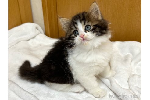 成約済の千葉県のラガマフィン-105190の4枚目