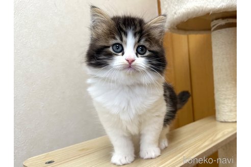成約済の千葉県のラガマフィン-105190の11枚目