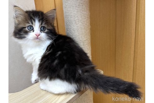 成約済の千葉県のラガマフィン-105190の12枚目