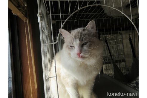 販売中の大分県のラグドール-100779の21枚目