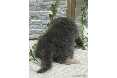 成約済の栃木県のブリティッシュショートヘア-107514の6枚目