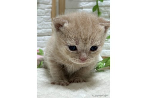 成約済の栃木県のブリティッシュショートヘア-107515の6枚目