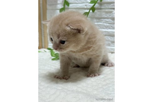 成約済の栃木県のブリティッシュショートヘア-107515の4枚目