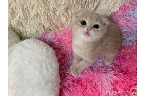 成約済の大阪府のスコティッシュフォールド(折れ耳)-106374