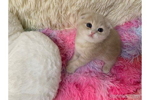 成約済の大阪府のスコティッシュフォールド(折れ耳)-106374の5枚目