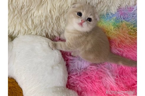 成約済の大阪府のスコティッシュフォールド(折れ耳)-106374の4枚目