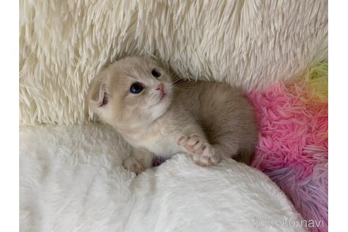 成約済の大阪府のスコティッシュフォールド(折れ耳)-106374の3枚目