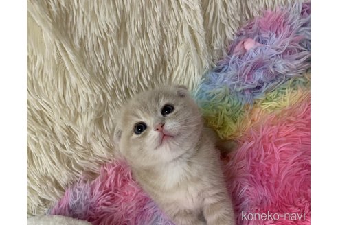 成約済の大阪府のスコティッシュフォールド(折れ耳)-106374の2枚目