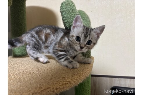 成約済の千葉県のアメリカンショートヘア-104209の2枚目