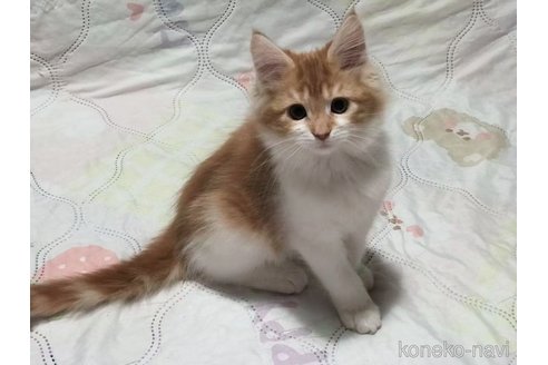 成約済の京都府のメインクーン-107696の1枚目