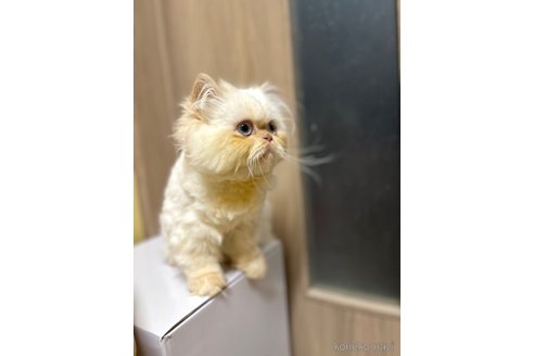 成約済の群馬県のミヌエット-98146の3枚目