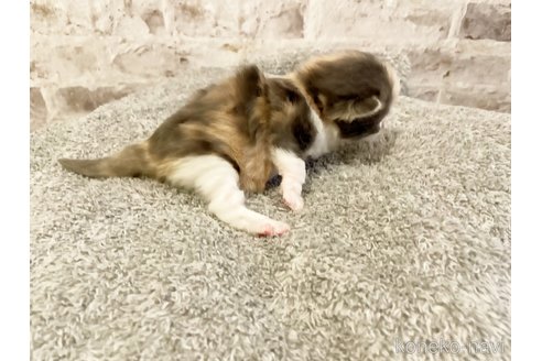 成約済の島根県のスコティッシュフォールド-107548の5枚目