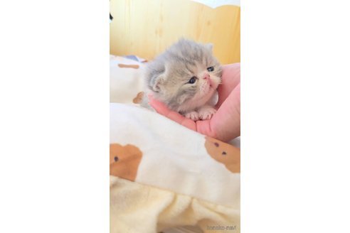 販売中の長野県のエキゾチックショートヘア-107553の3枚目