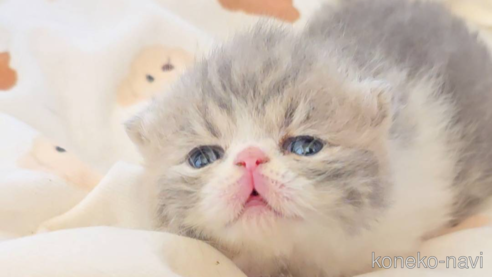 販売中の長野県のエキゾチックショートヘア-107553の1枚目