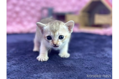 商談中の茨城県のシンガプーラ-107554の4枚目