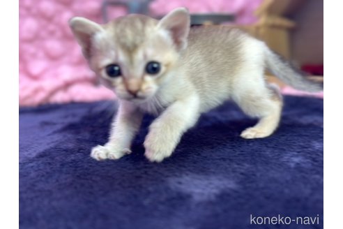 商談中の茨城県のシンガプーラ-107554の5枚目