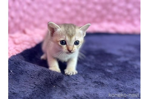 商談中の茨城県のシンガプーラ-107554の6枚目