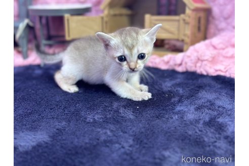 商談中の茨城県のシンガプーラ-107554の7枚目