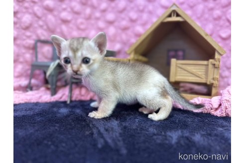 商談中の茨城県のシンガプーラ-107554の2枚目