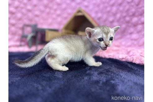 商談中の茨城県のシンガプーラ-107554の3枚目