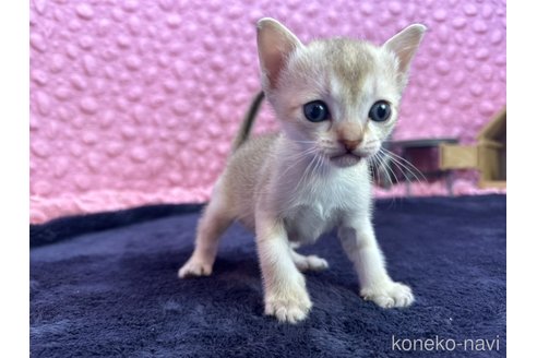 販売中の茨城県のシンガプーラ-107555の3枚目