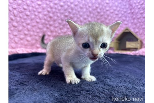 販売中の茨城県のシンガプーラ-107555の4枚目